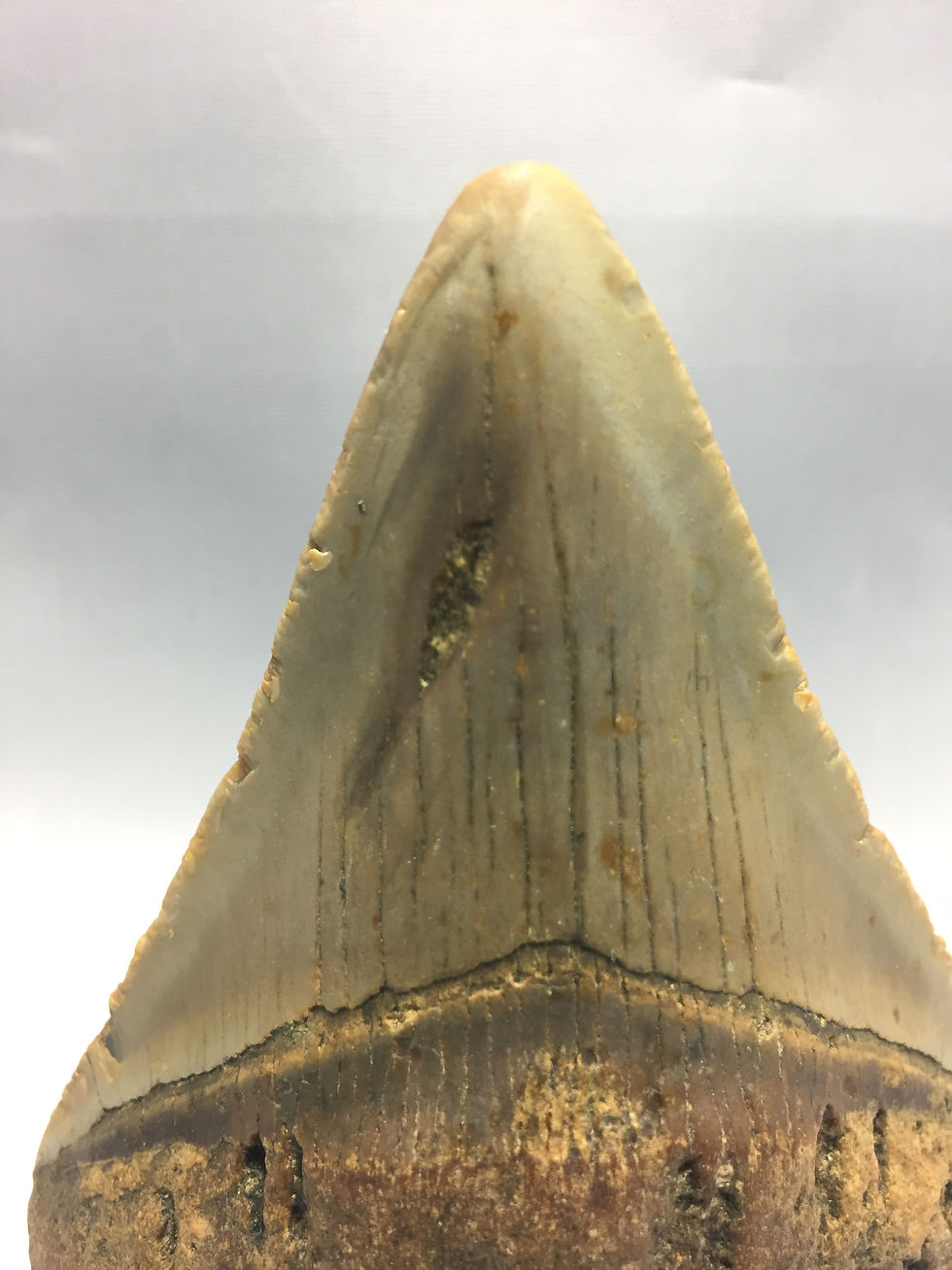 Thumbnail: 4.13" Bite Mark Fossil Megalodon Shark Tooth