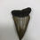 Thumbnail: 2.72” Fossil Mako Shark tooth 