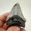Thumbnail: 2.80" Fossil Megalodon Shark Tooth