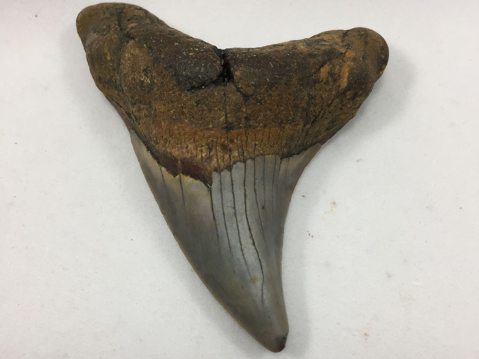 Thumbnail: 2.79" Wide Fossil Benedini Shark Tooth 