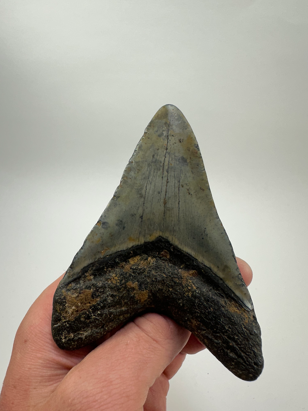 Thumbnail: 4.69" Fossil Megalodon Shark Tooth