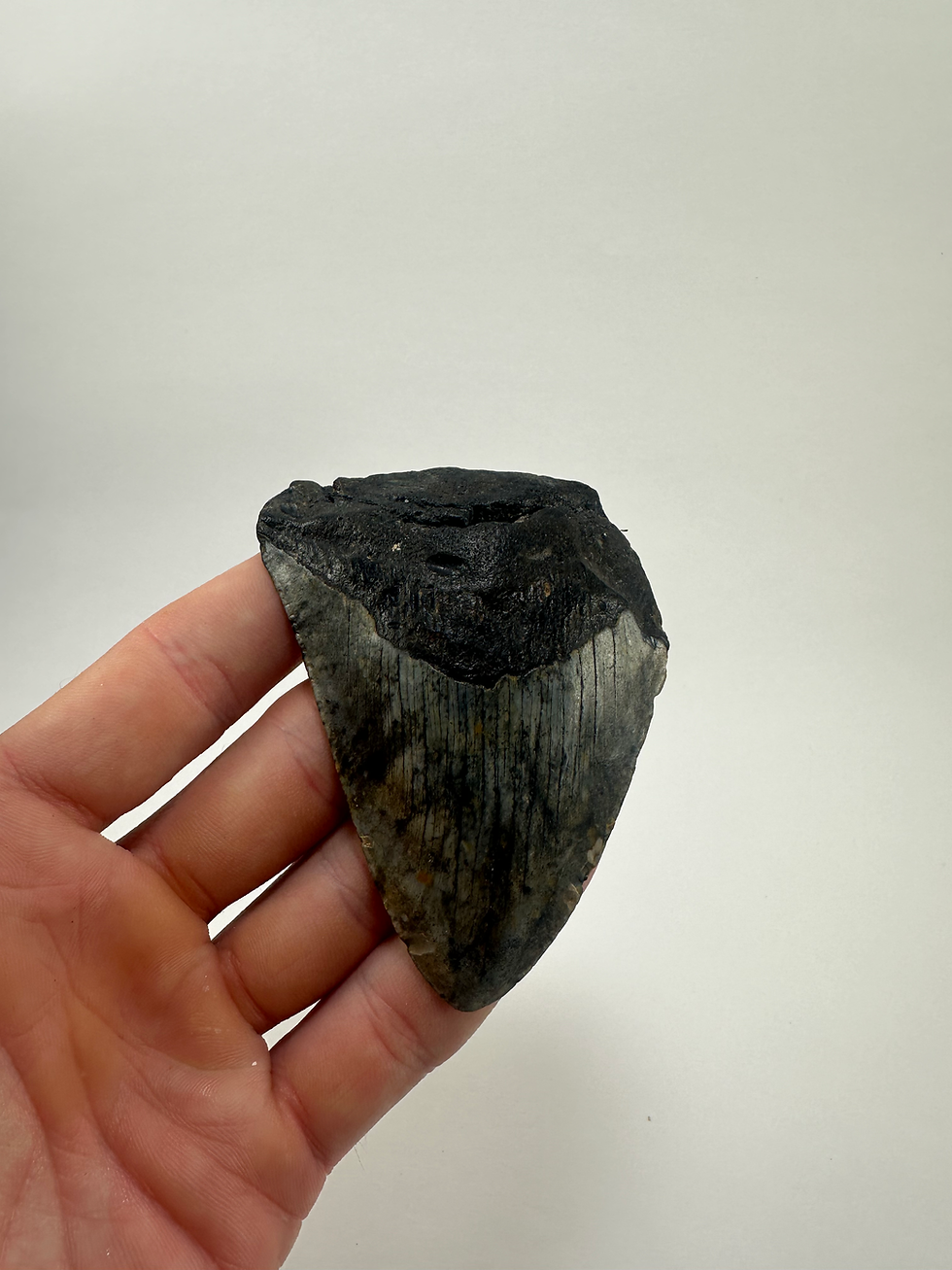Thumbnail: 3.64" Fossil Megalodon Shark Tooth