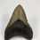 Thumbnail: 4.19" Colorful Fossil Megalodon Shark Tooth