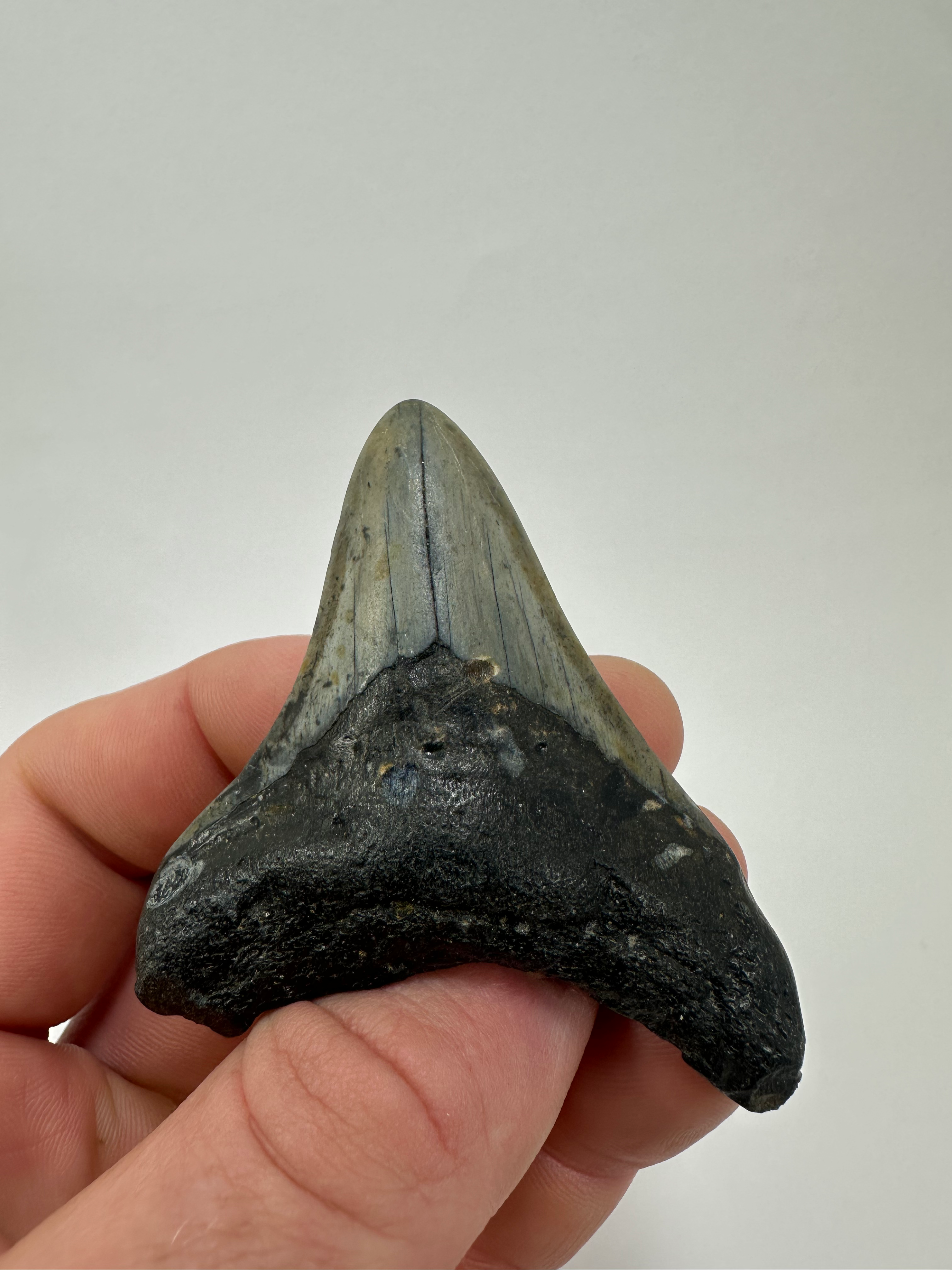 2.79" Fossil Megalodon Shark Tooth