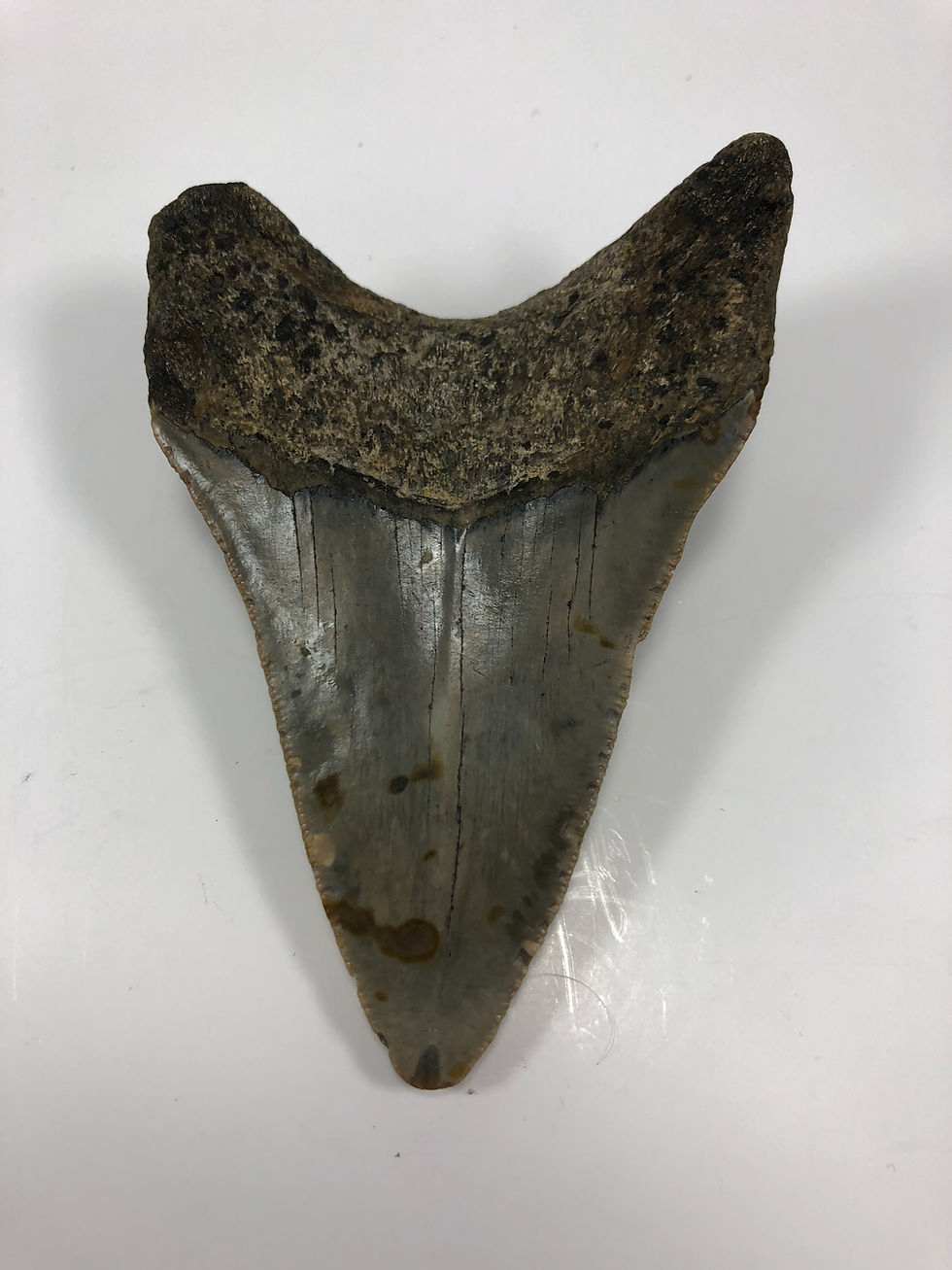 Thumbnail: 4.02” Fossil Megalodon Shark Tooth