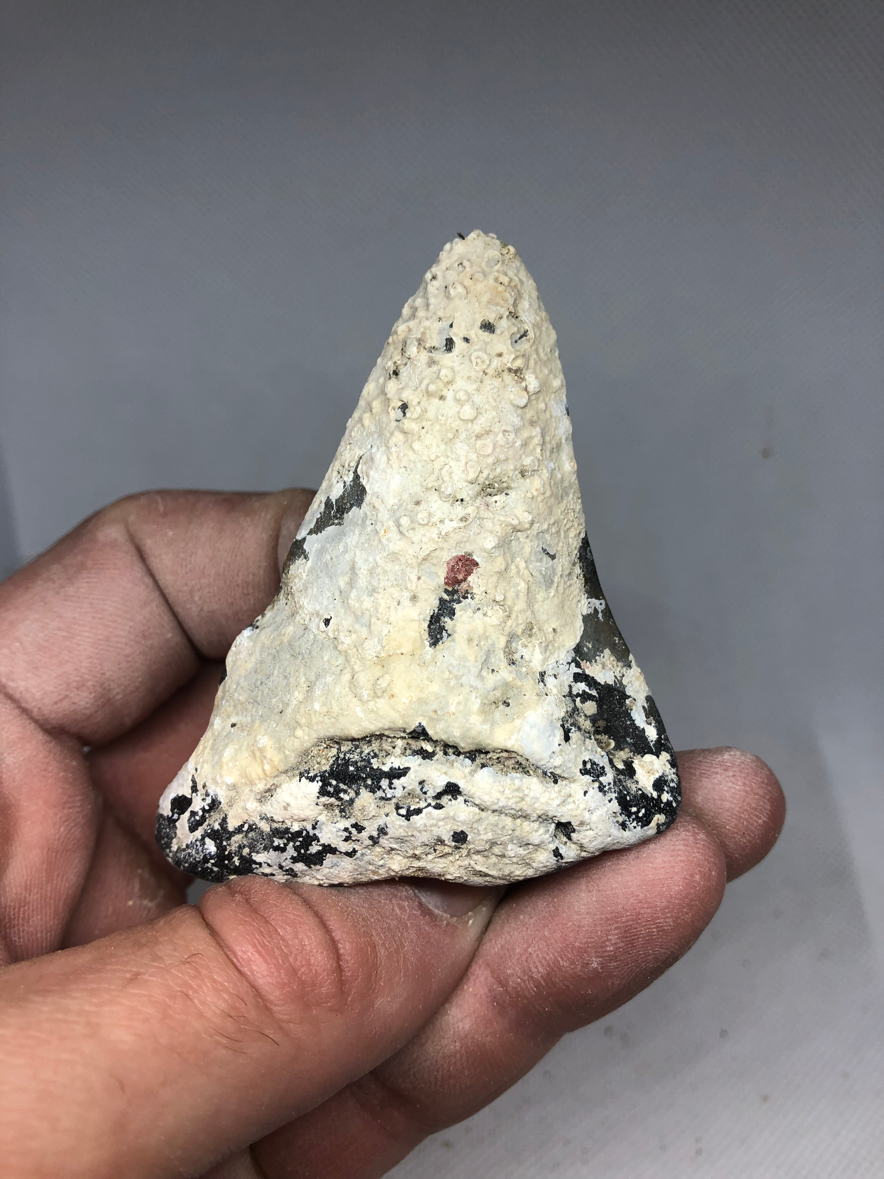 2.94” Covered Up Fossil Megalodon Shark Tooth 