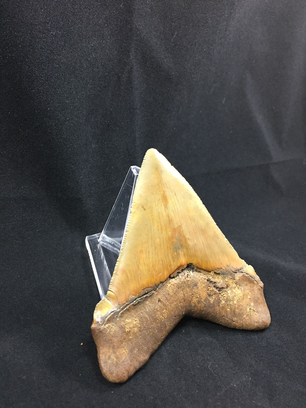Thumbnail: 4.01" Gem Fossil Chubutensis Shark Tooth