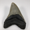 Thumbnail: 4.91" Fossil Megalodon Shark Tooth