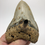 Thumbnail: 4.46" Fossil Megalodon Shark Tooth