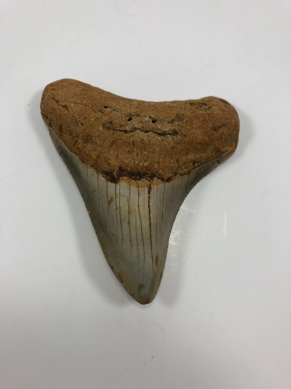 Thumbnail: 3.60” Curved Orange Fossil Megalodon Shark Tooth 