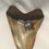 Thumbnail: 5.47" Fossil Megalodon Shark Tooth