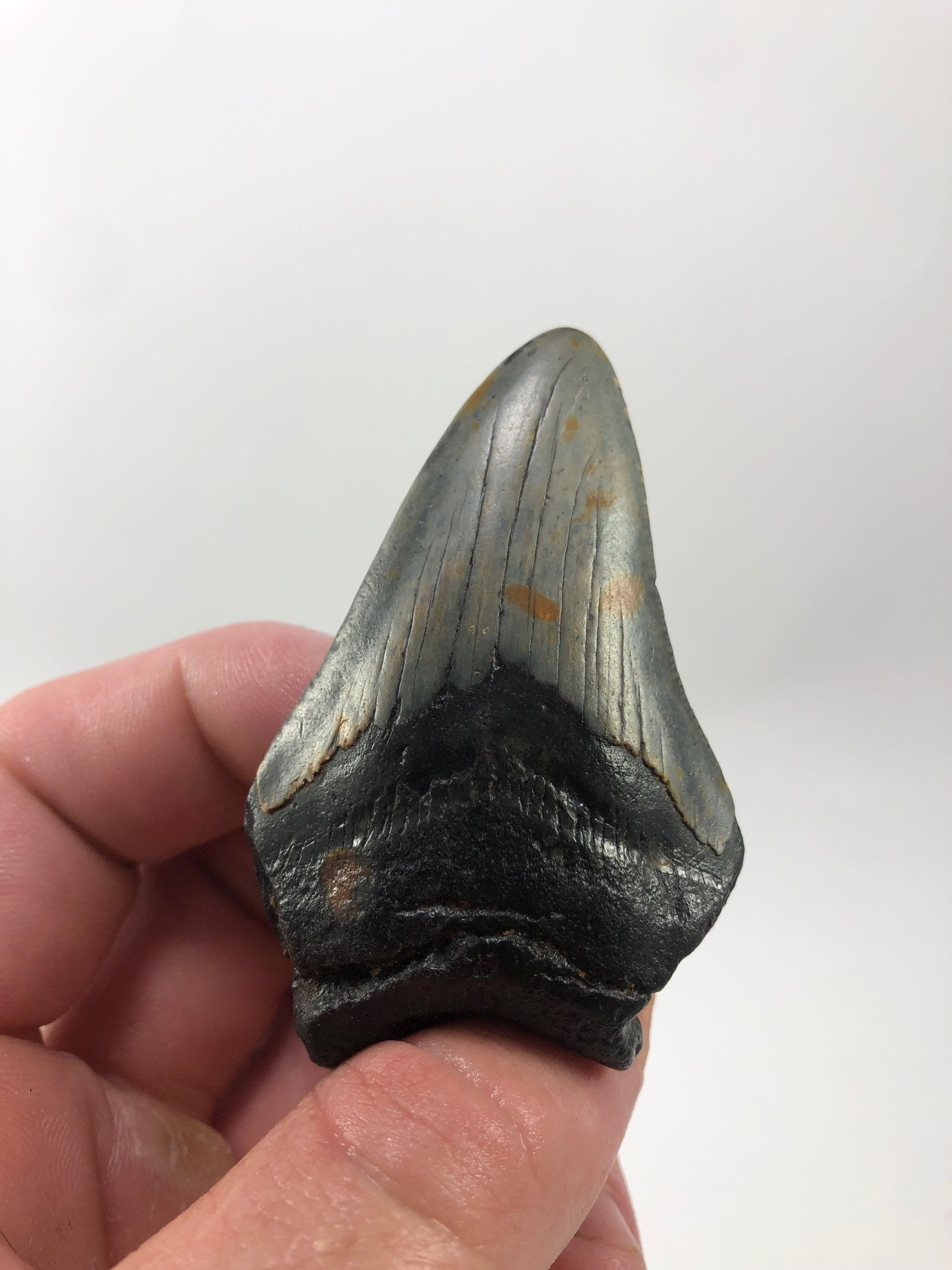 2.84” Fossil Megalodon Shark Tooth 