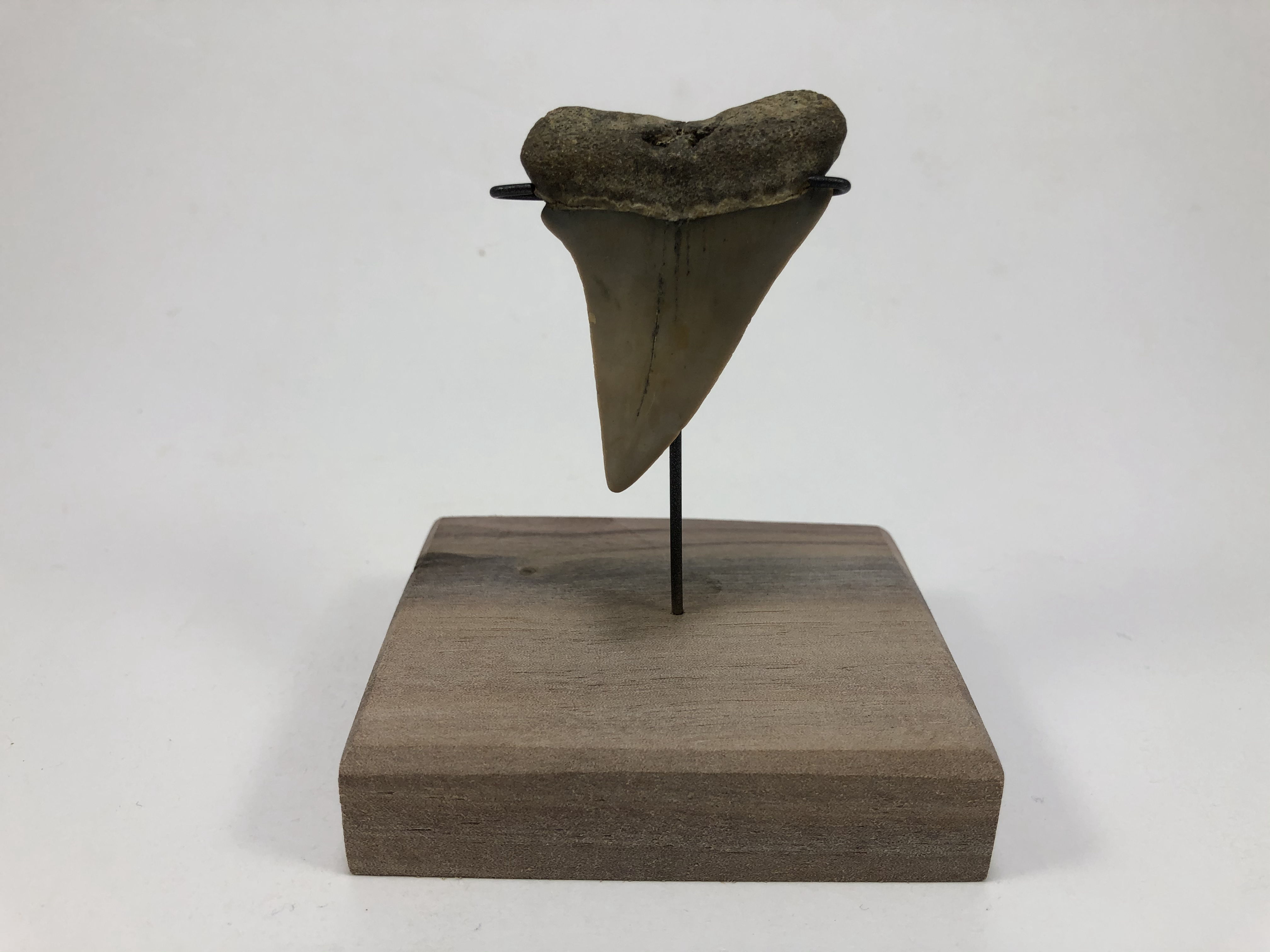 2.15" Fossil Mako Shark Tooth- **On Inverted Me