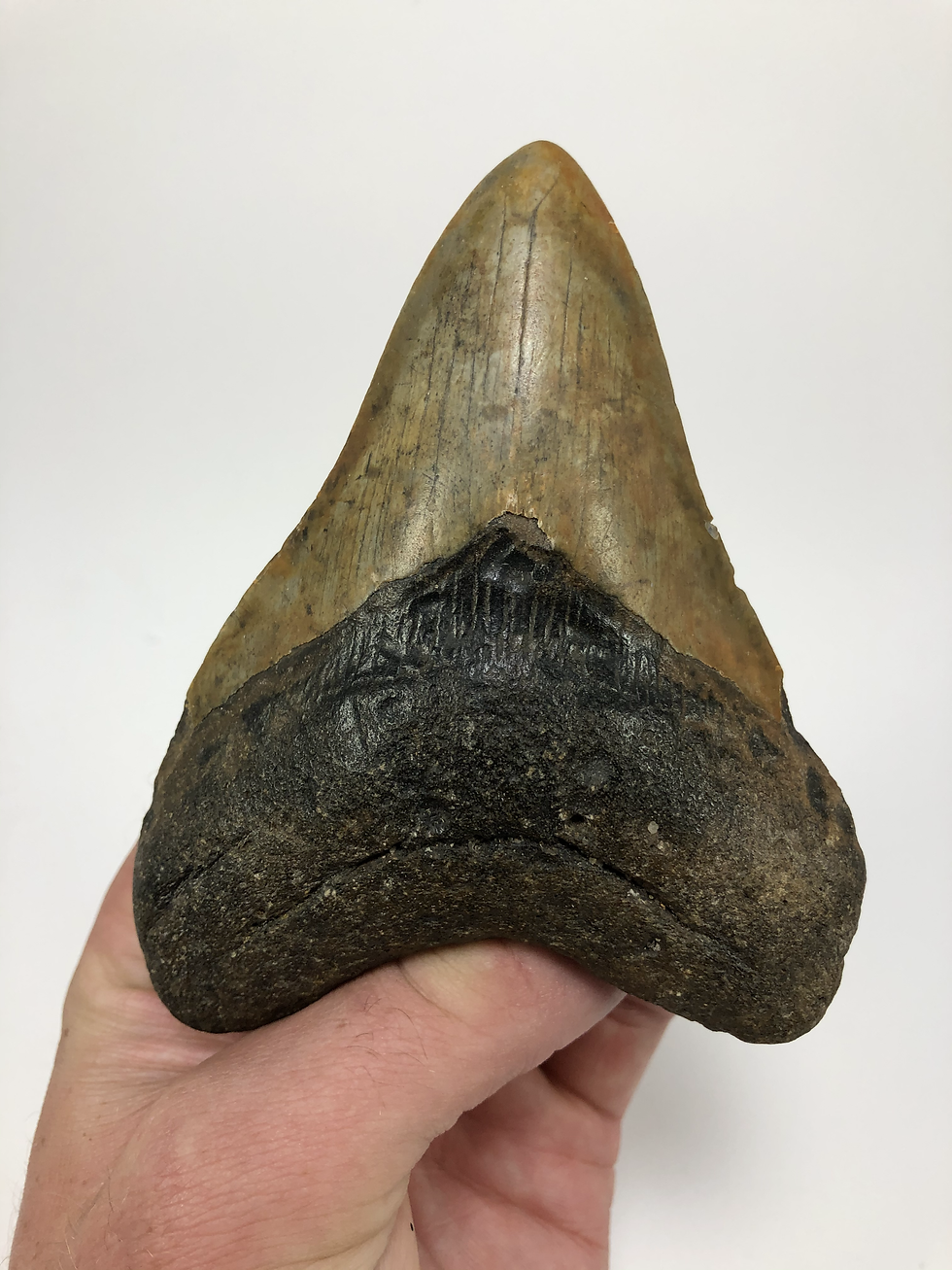 4.52" Calico Fossil Megalodon Shark Tooth