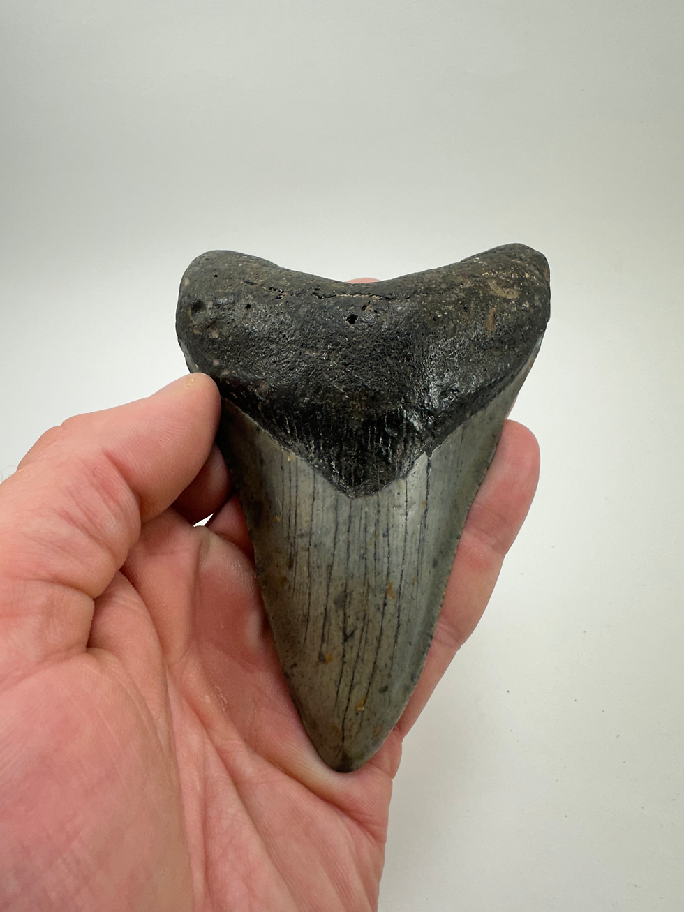 Thumbnail: 4.69" Fossil Megalodon Shark Tooth