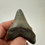 Thumbnail: 2.82" Fossil Megalodon Shark Tooth