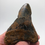 Thumbnail: 3.93” Calico Unique Fossil Megalodon Shark Tooth 