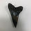 Thumbnail: 1.89” Sharp Fossil Mako Shark Tooth 