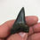 Thumbnail: 1.89” Sharp Fossil Mako Shark Tooth 