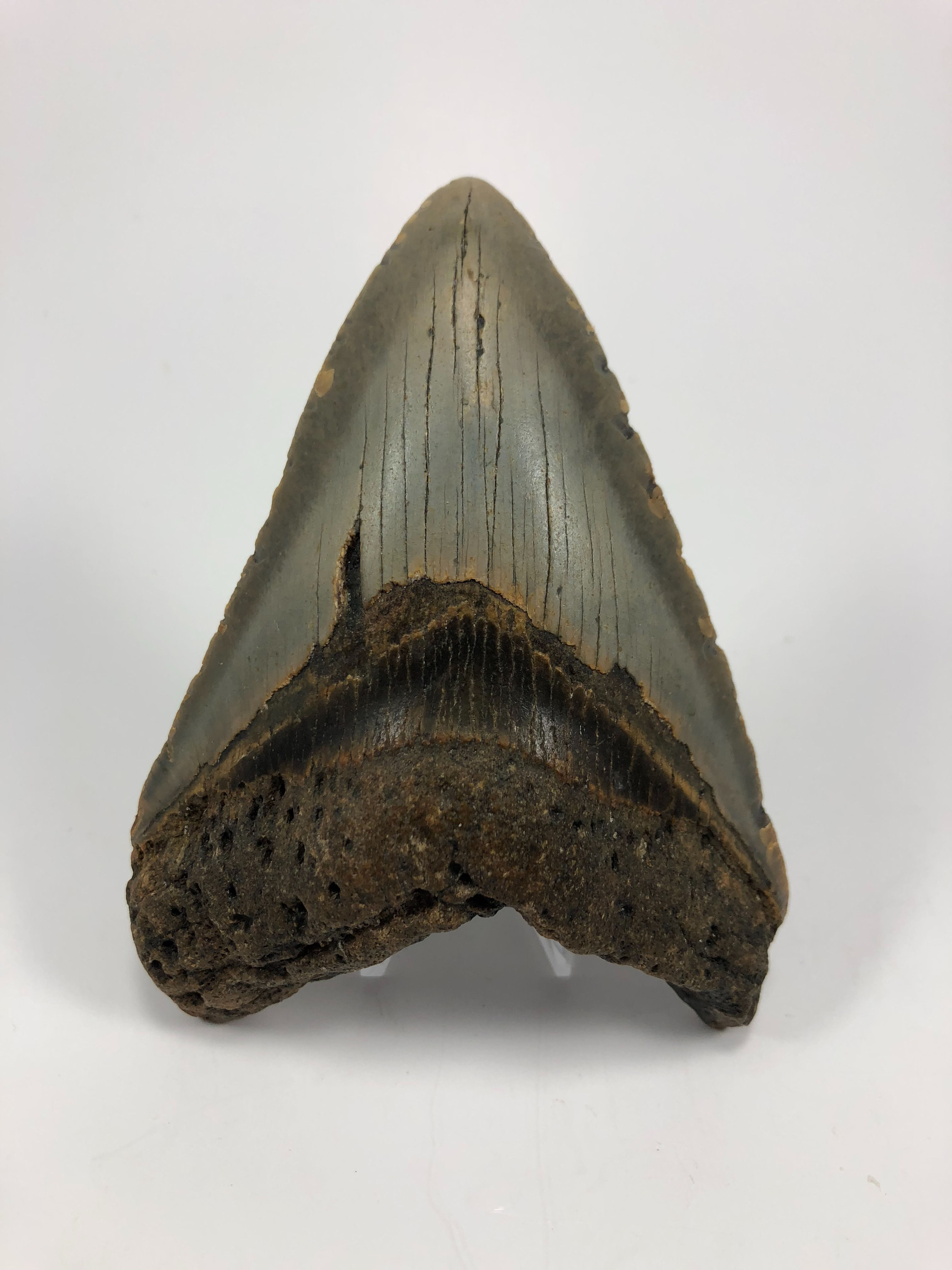 4.25” Fossil Megalodon Shark Tooth 