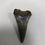 Thumbnail: 1.82” Fossil Mako Shark Tooth 