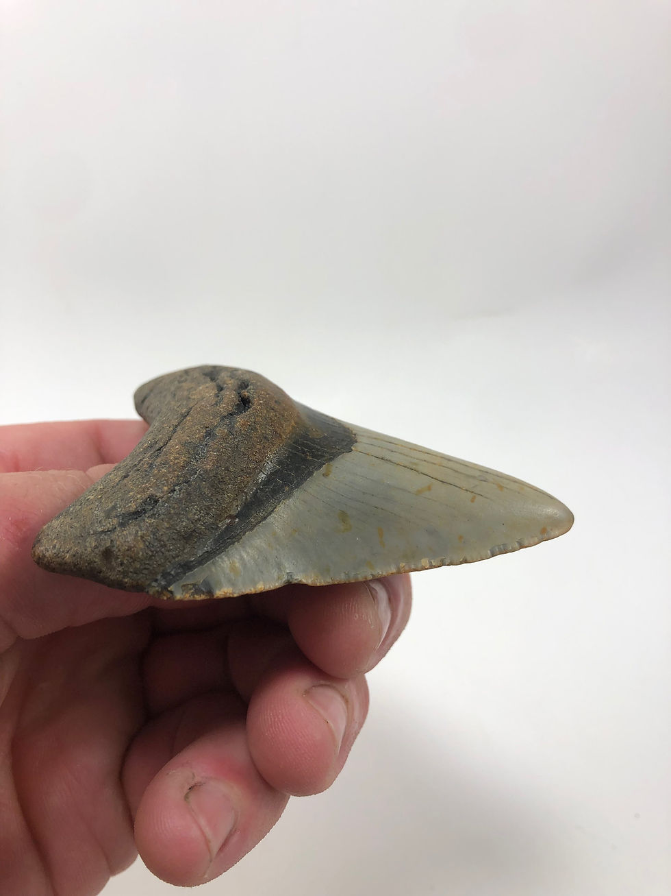 Thumbnail: 3.42” Sharp Fossil Megalodon Shark Tooth 