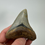 Thumbnail: 3.65" Sharp Fossil Megalodon Shark Tooth