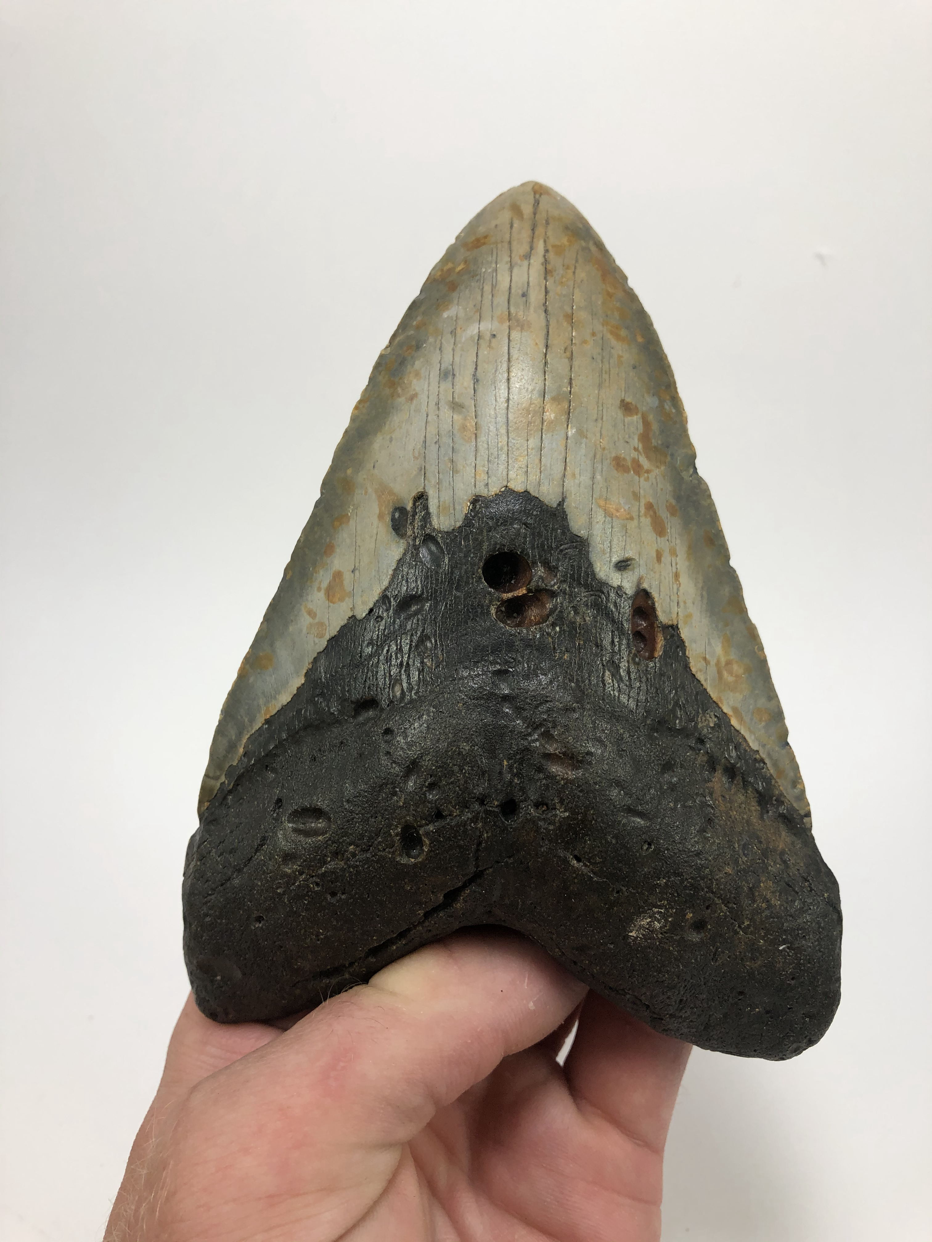 5.88" Giant Fossil Megalodon Shark Tooth