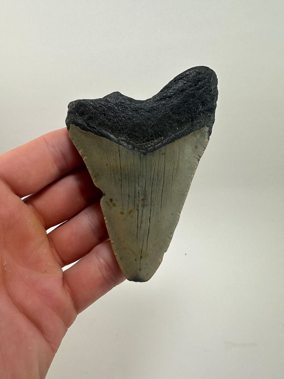 Thumbnail: 4.09" Fossil Megalodon Shark Tooth