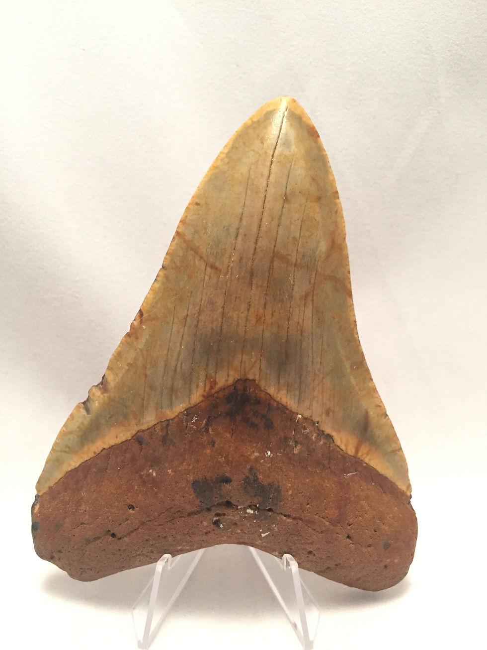 4.71" Fossil Megalodon Shark Tooth