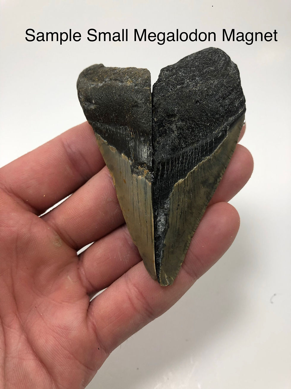 Thumbnail: Fossil Megalodon Shark Tooth Refrigerator Magnet Ocean Teeth