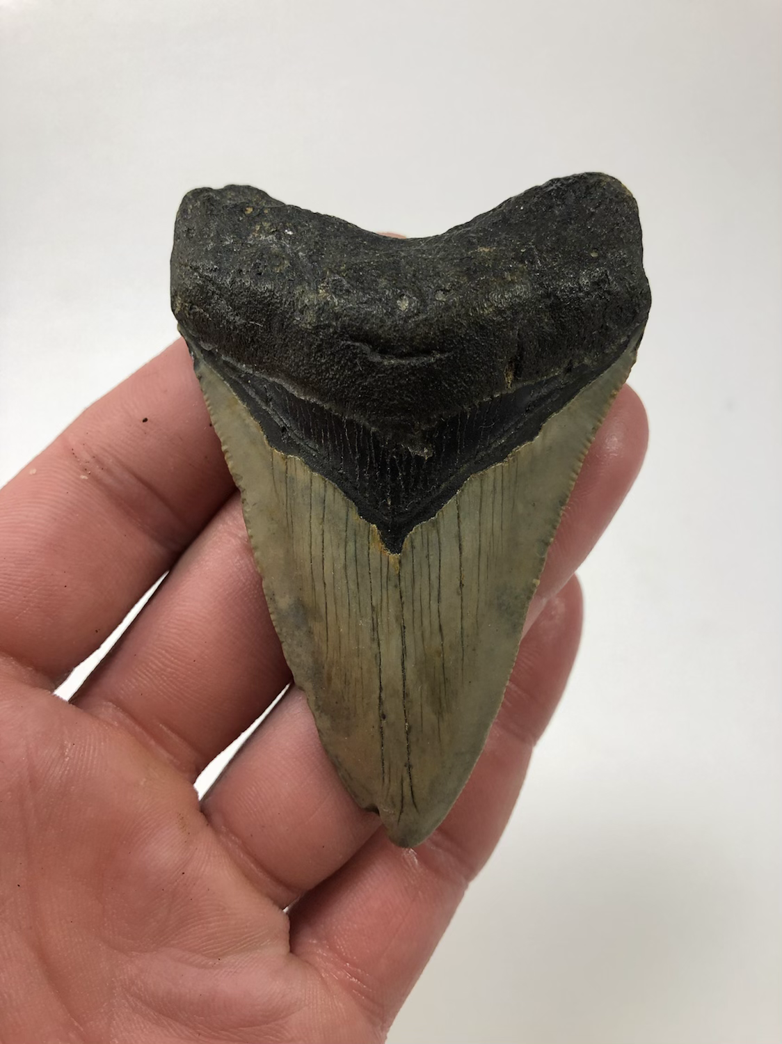 3.47” Fossil Megalodon Shark Tooth
