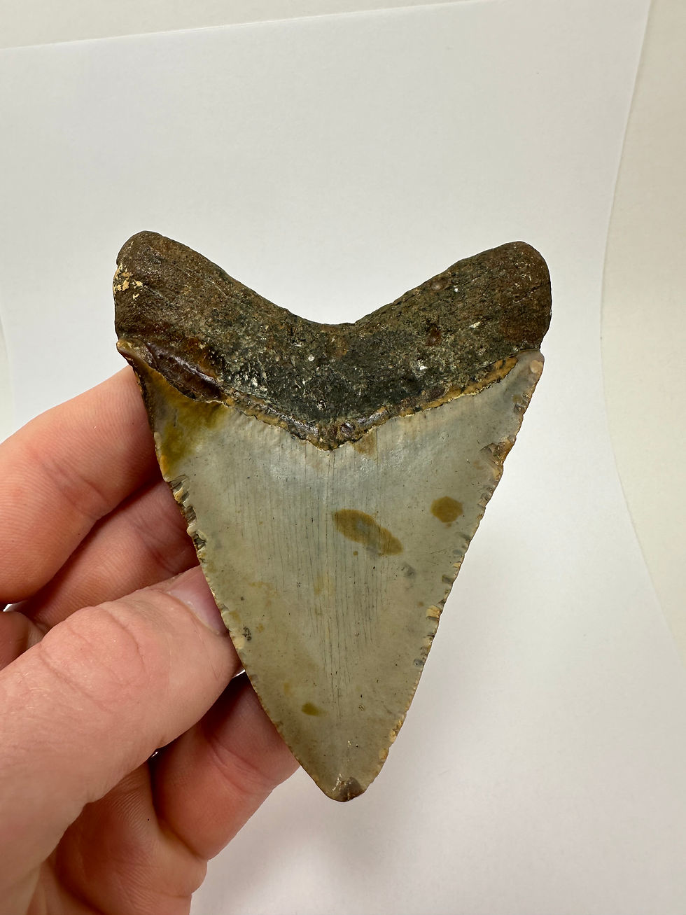 Thumbnail: 4.06” Symmetrical Fossil Megalodon Shark Tooth 