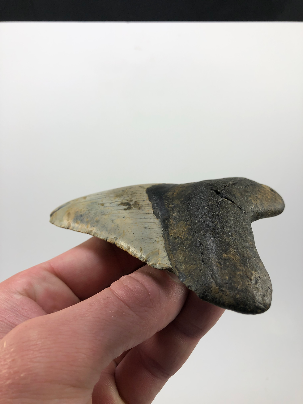 Thumbnail: 4.51” Matrix Fossil Megalodon Shark Tooth 