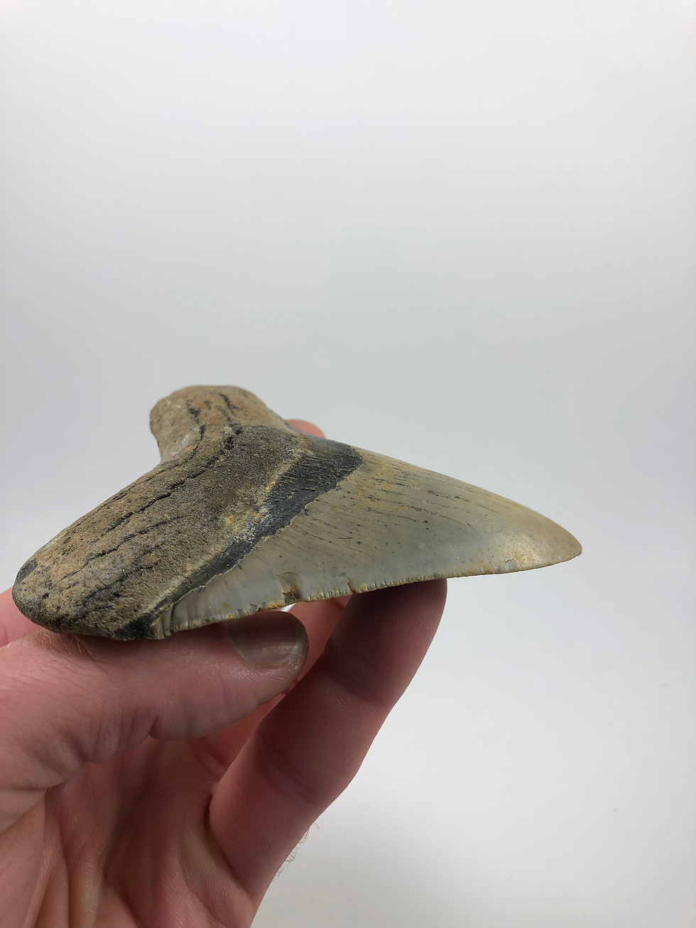 Thumbnail: 4.18” Fossil Megalodon Shark Tooth 