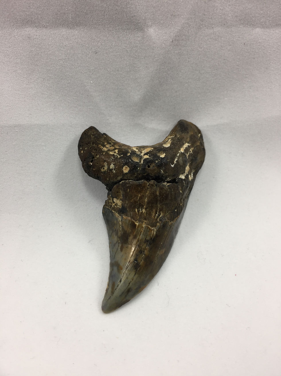 Thumbnail: 2.56" Fossil Benedini Shark Tooth
