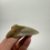 Thumbnail: 4.19" Fossil Megalodon Shark Tooth