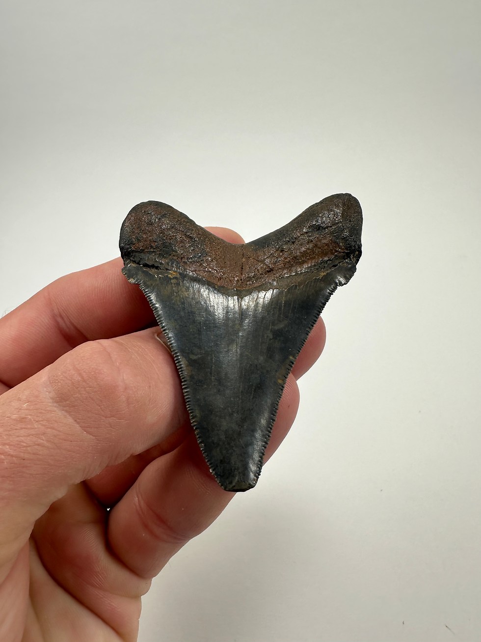 Thumbnail: 2.70" Fossil Megalodon Shark Tooth