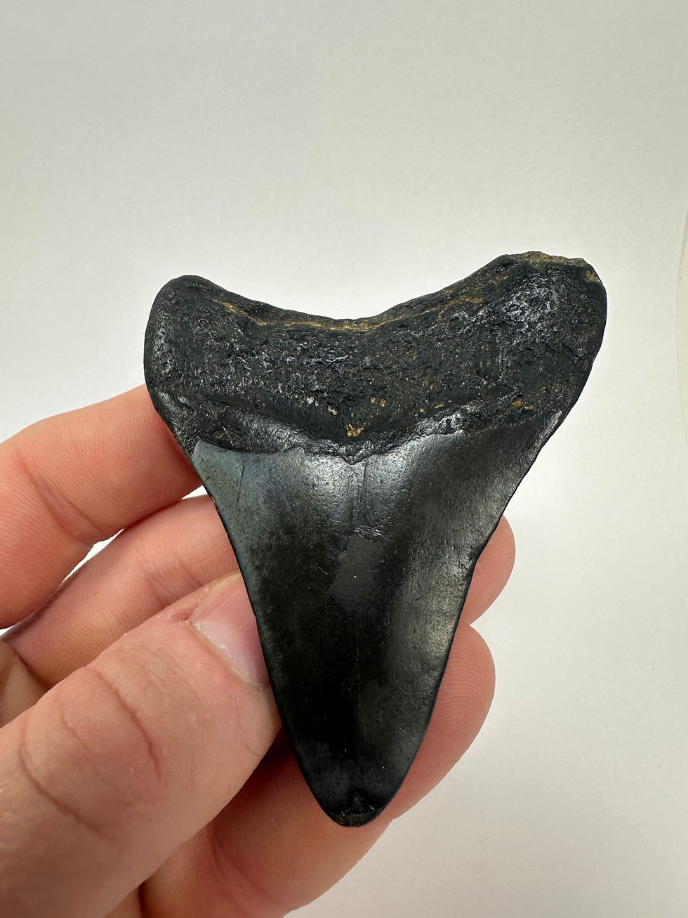 Thumbnail: 3.18” Fossil Megalodon Shark Teeth 
