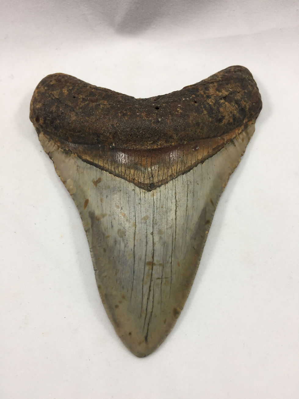 Thumbnail: 4.31" Beautiful Fossil Megalodon Shark Tooth 