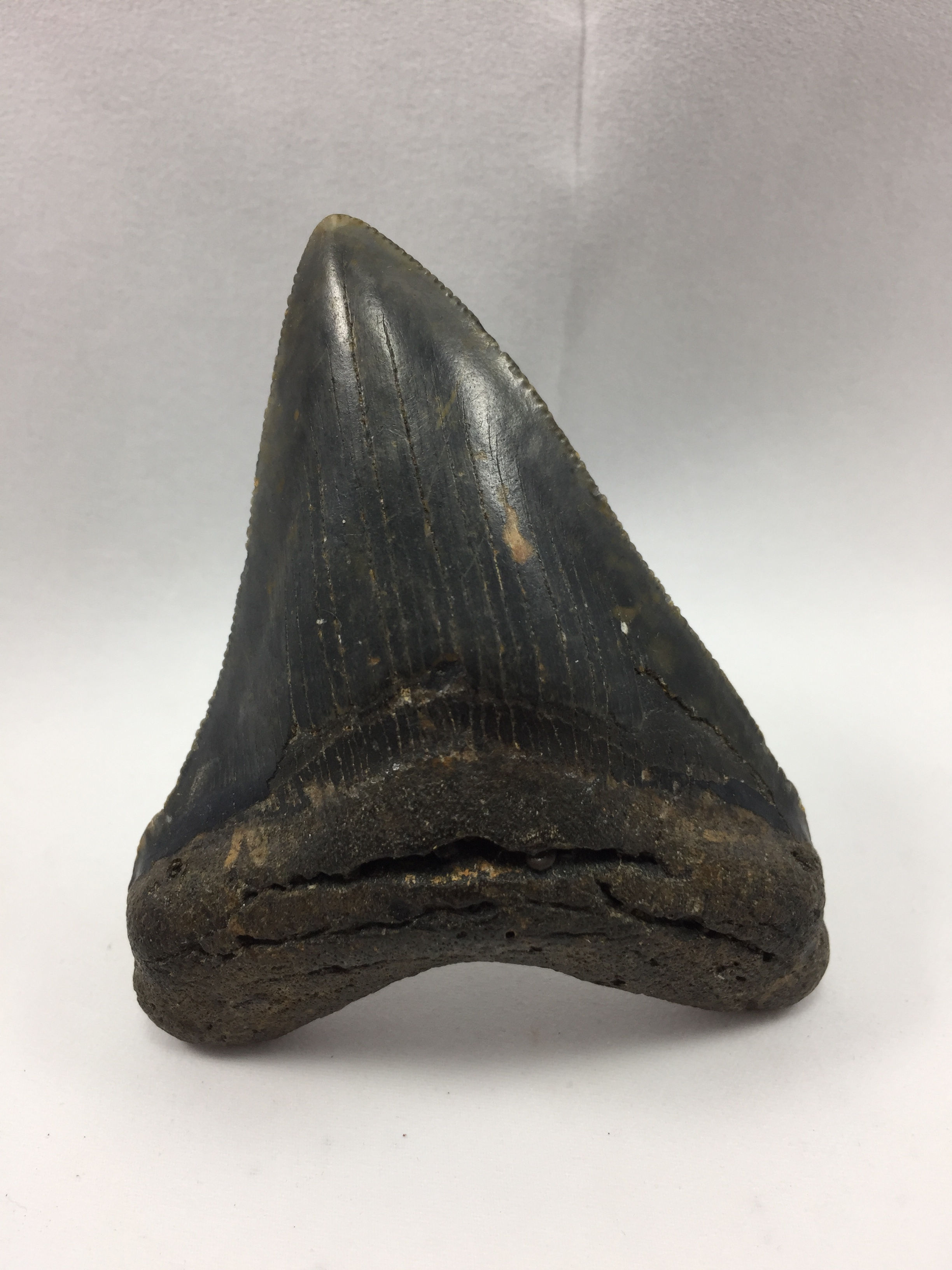 3.31" Serrated Megalodon Shark Tooth 