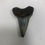 Thumbnail: 2.05” Fossil Mako Shark Tooth 