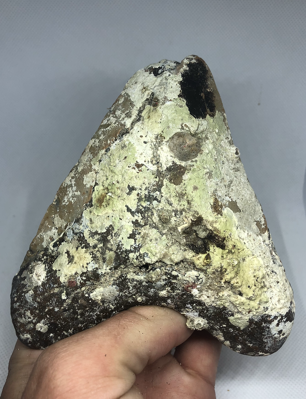 Thumbnail: 5.29" Uncleaned Fossil Megalodon Shark Tooth