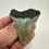 Thumbnail: 2.91” Fossil Megalodon Shark Tooth 