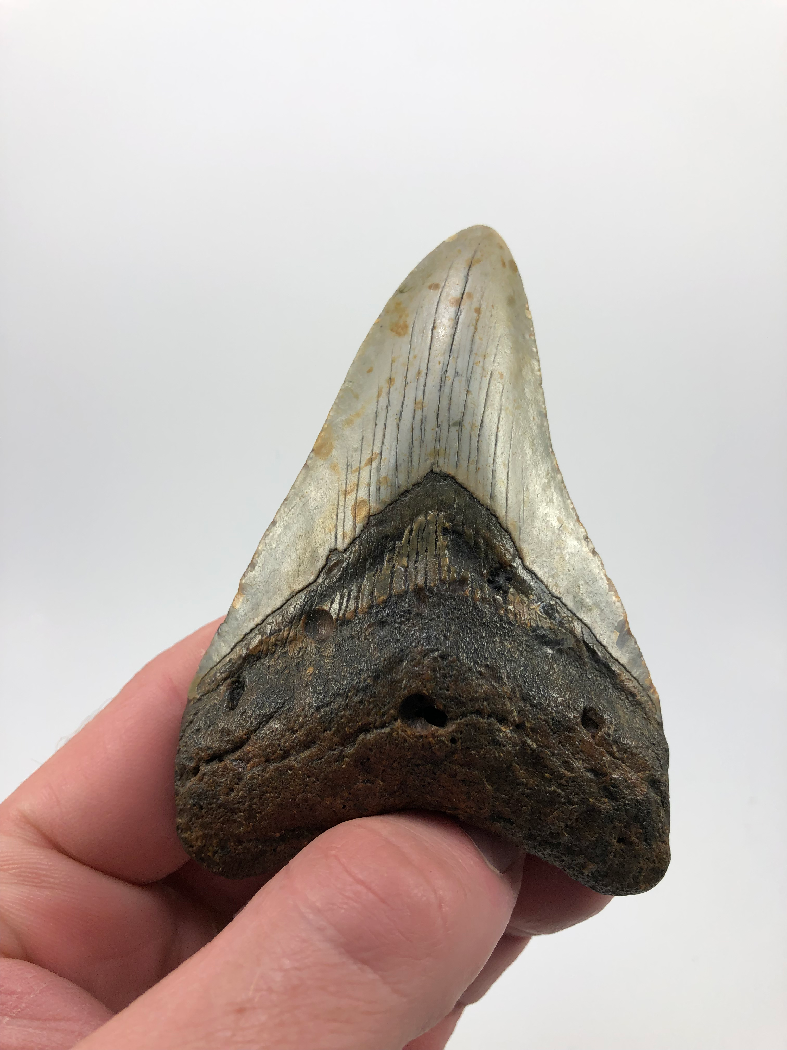 3.81” Fossil Megalodon Shark Tooth 