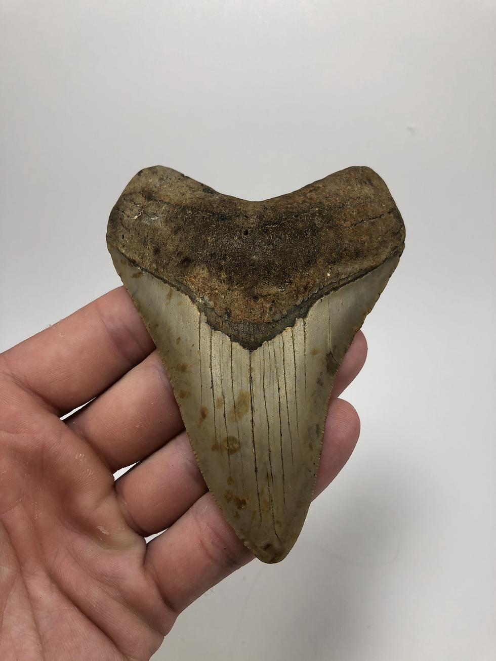 Thumbnail: 4.52" Orange Fossil Megalodon Shark Tooth