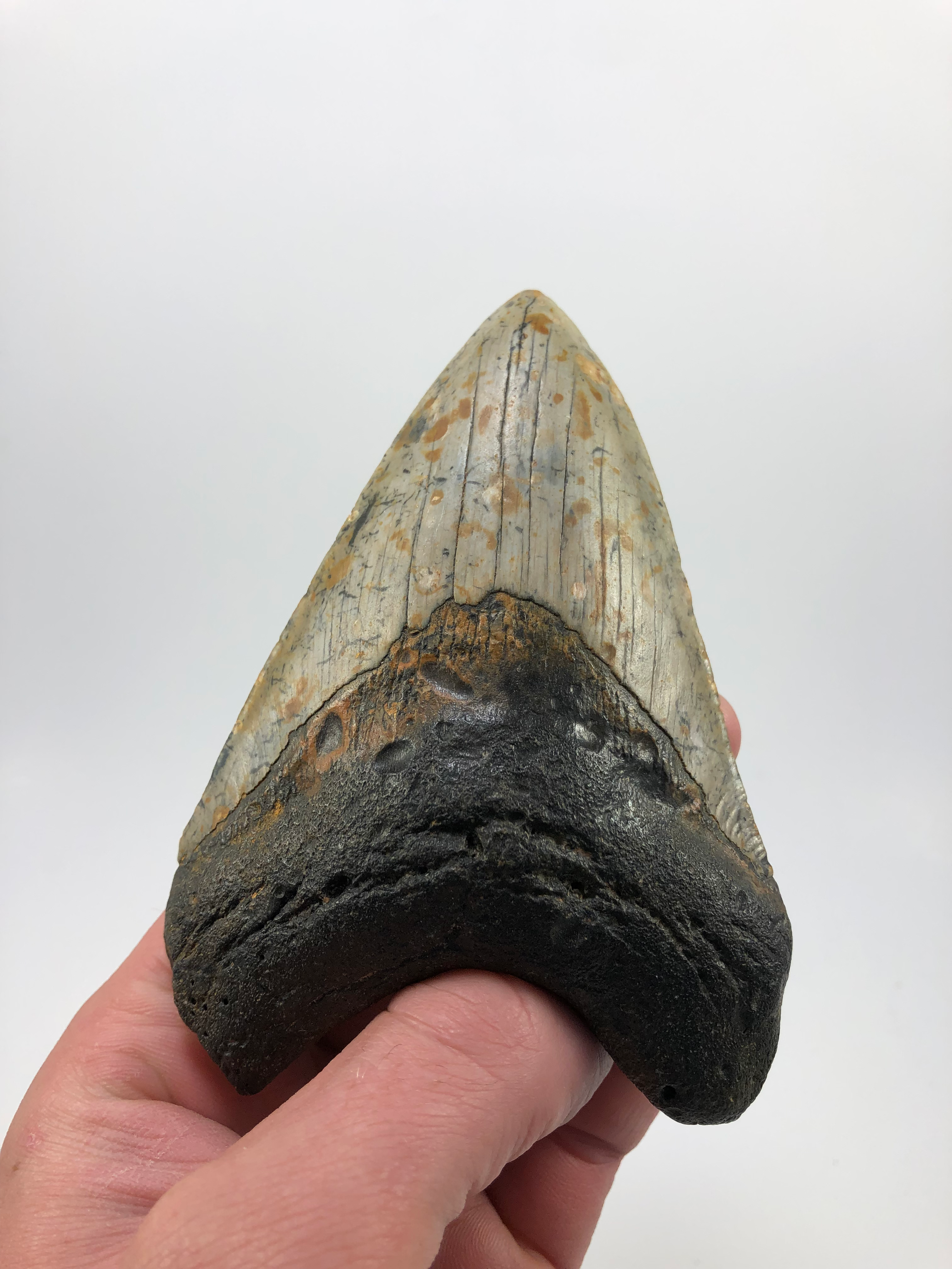 4.59” Fossil Megalodon Shark Tooth 