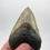Thumbnail: 4.59” Fossil Megalodon Shark Tooth 
