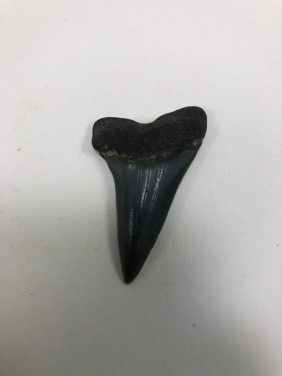 Thumbnail: 1.89” Sharp Fossil Mako Shark Tooth 