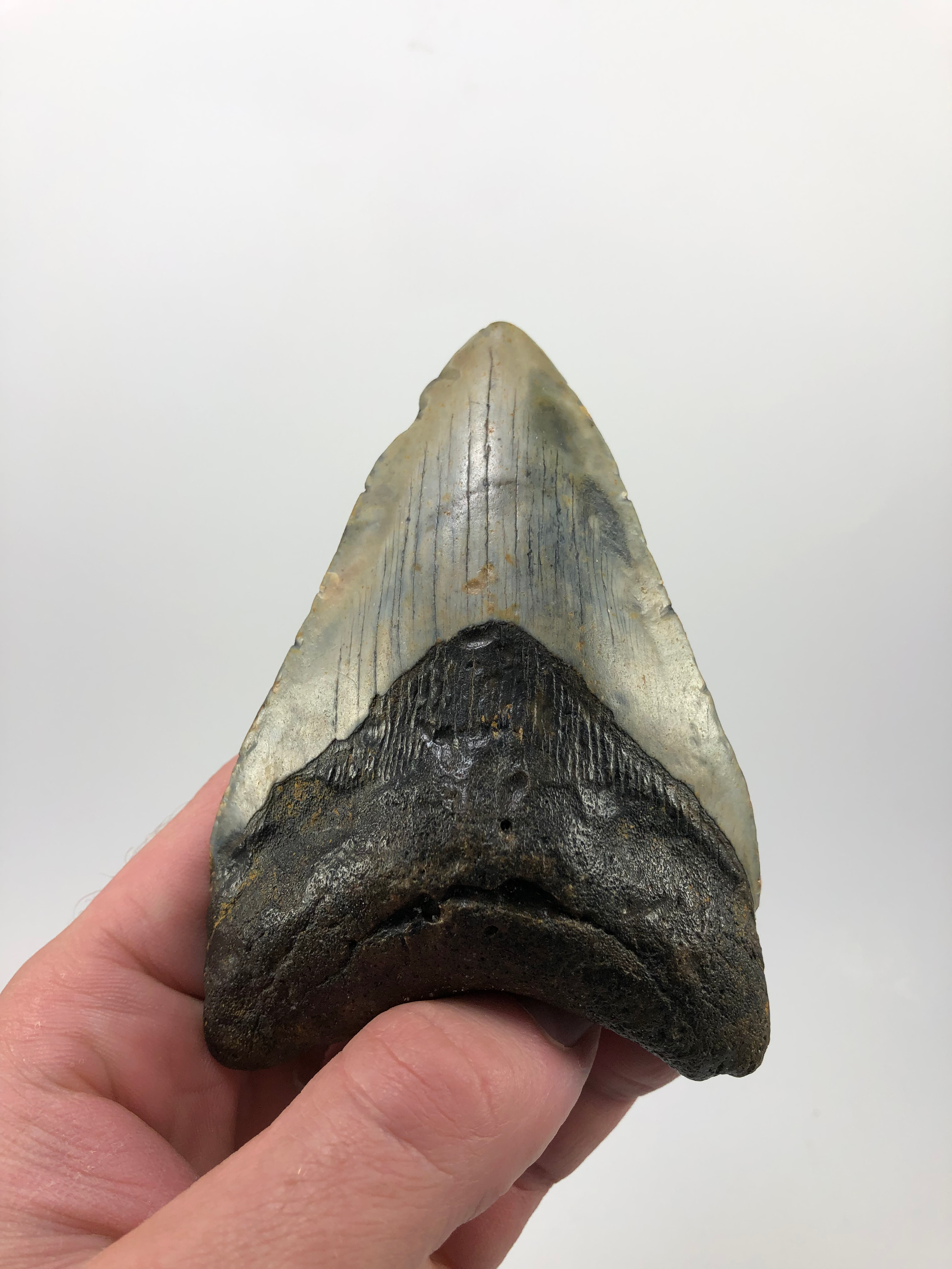 4.22” Fossil Megalodon Shark Tooth 